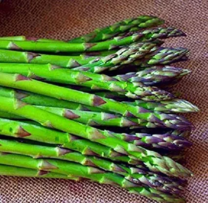 The Natural World Asparagus officinalis aspergeplant P9