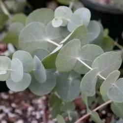 The Natural World Eucalyptus cinerea plant zilverblad