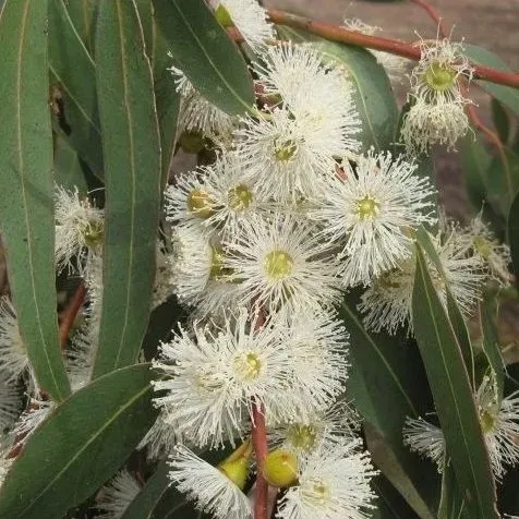 The Natural World Eucalyptus viminalis plant P12