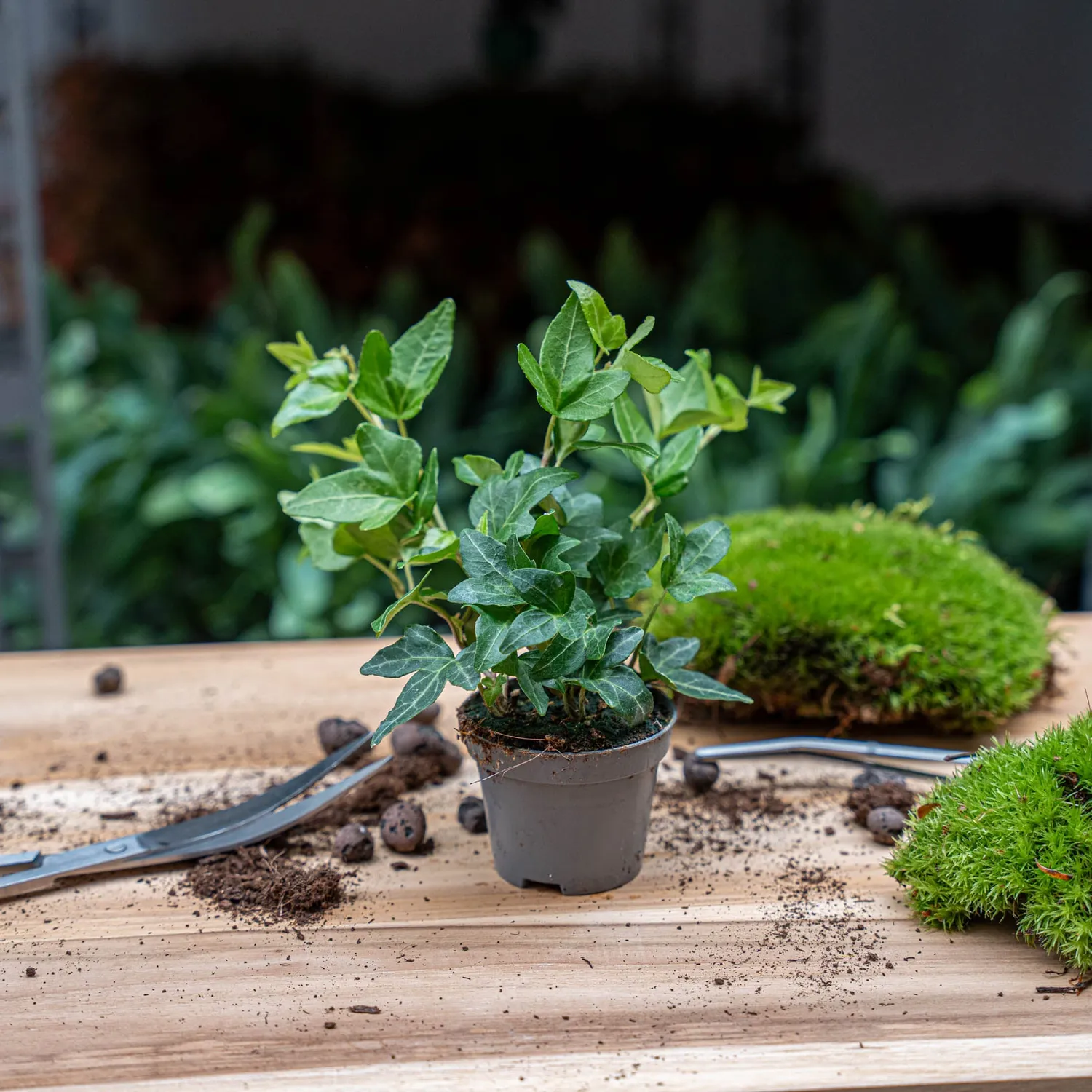 Urbanjungl Hedera helix klimop kamerplant pot 6 mini
