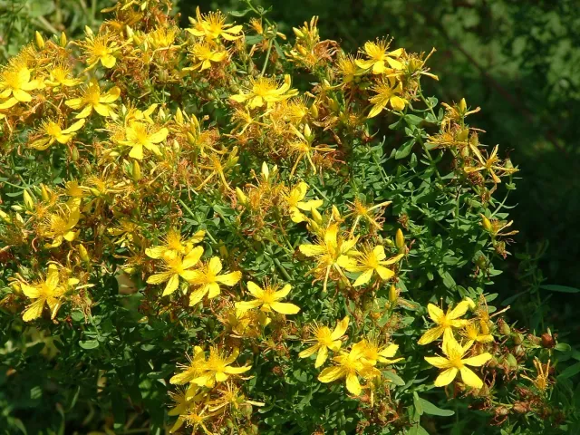The Natural World Hypericum perforatum plant P9 sint-jan