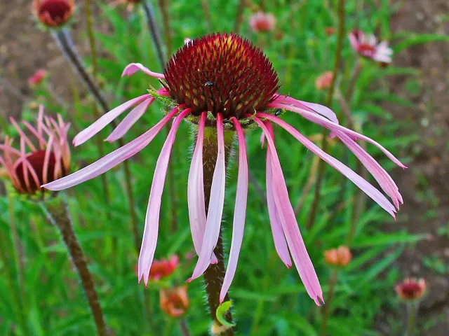The Natural World Echinacea pallida zonnehoed plant bleek
