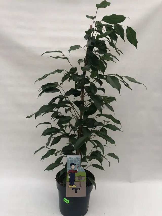 Tuincentrum Heerdink Ficus benjamina Danielle 80 cm