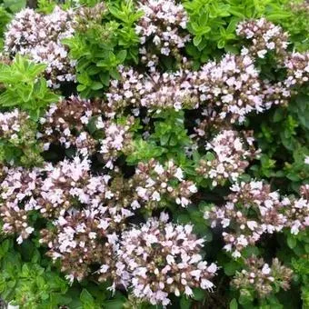 The Natural World Origanum vulgare compactum oregano P9