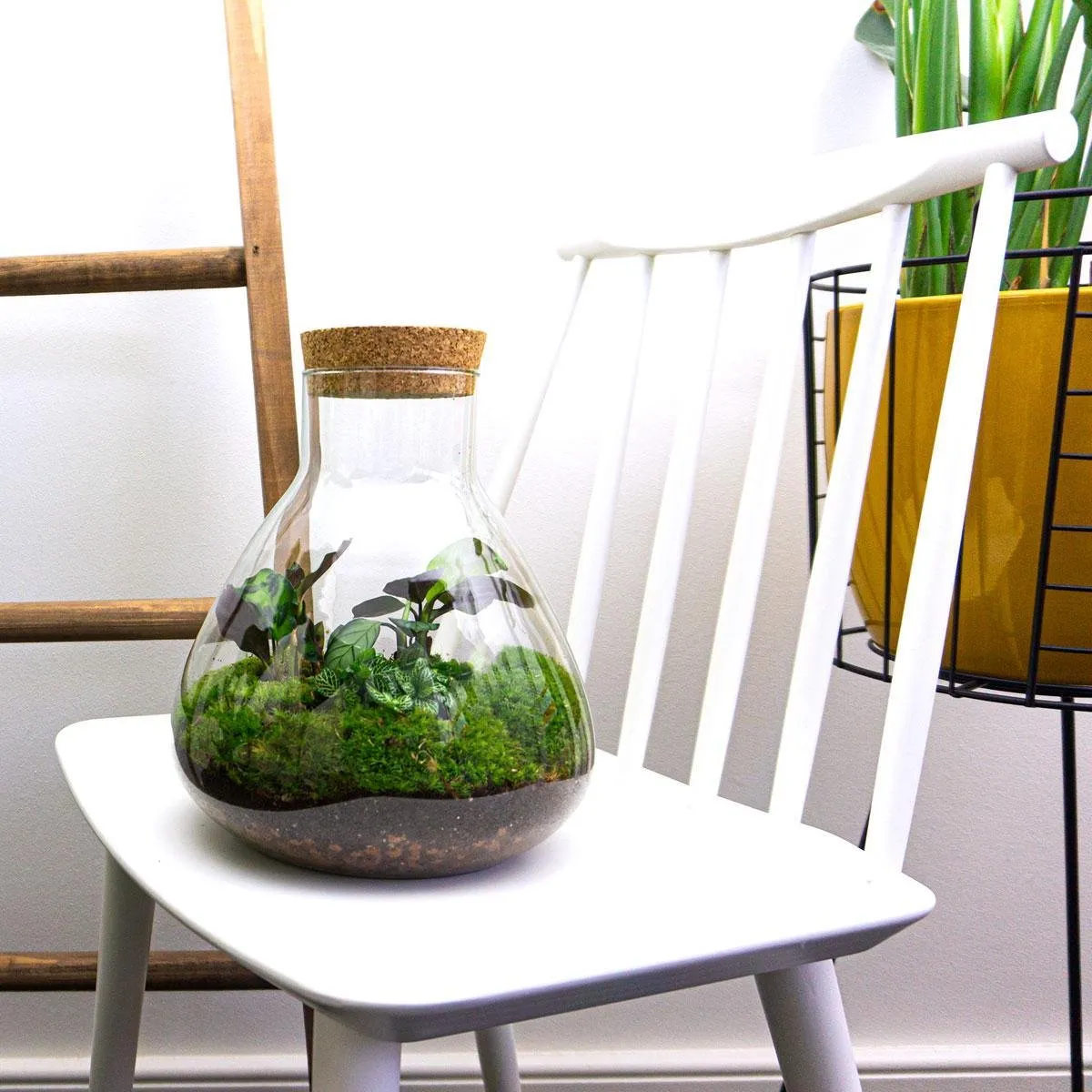 Urbanjungl Sammie terrarium DIY kit coffea white tiger Ø 22,5 cm