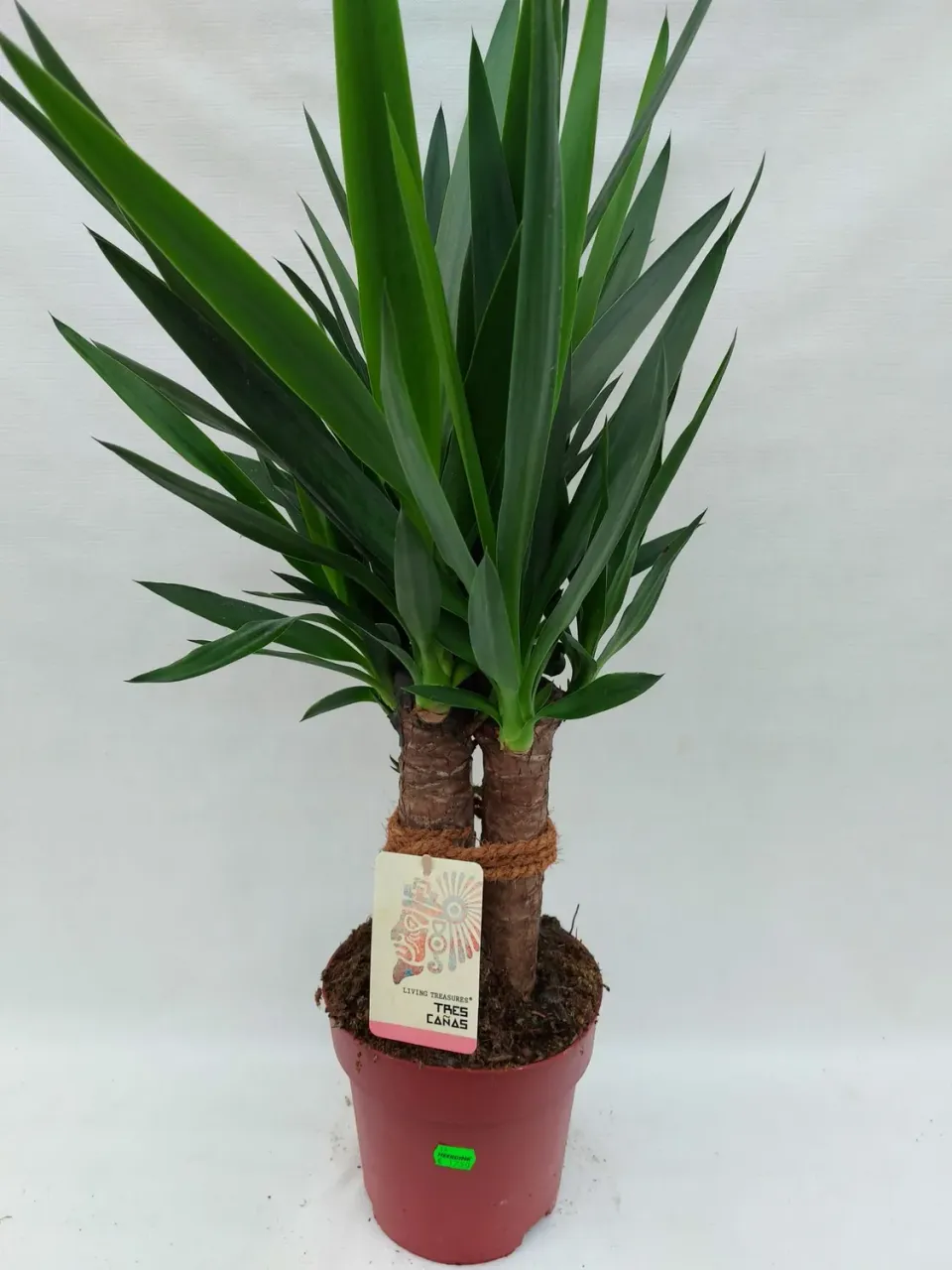 Tuincentrum Heerdink Yucca Elephantipes palmlelie 80 cm groen