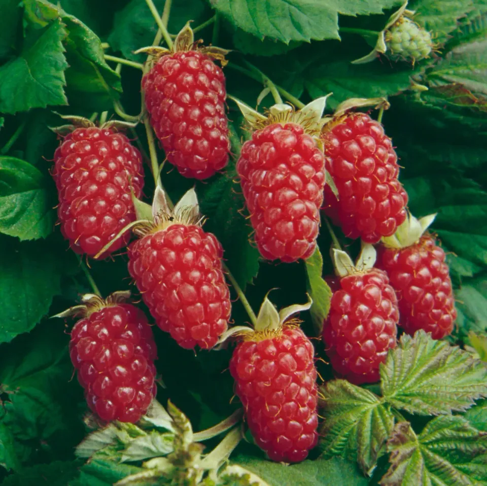 The Natural World Rubus loganobaccus loganbes struik zoete oogst