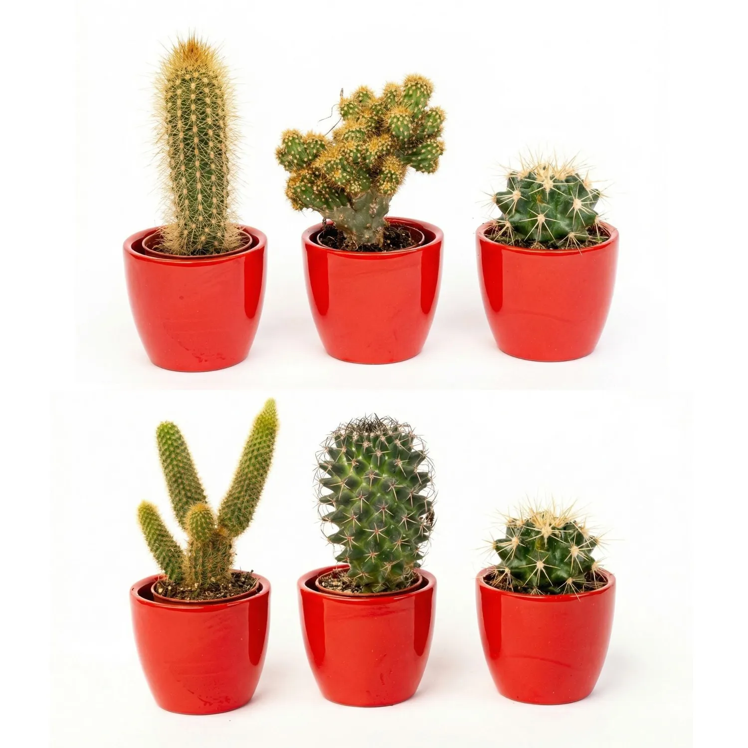 Urbanjungl Cactussen cactusset 3 stuks met rode pot 8-12 cm