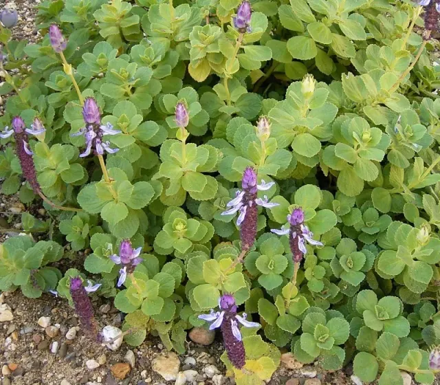 The Natural World Plectranthus arabicus vetplant grijs