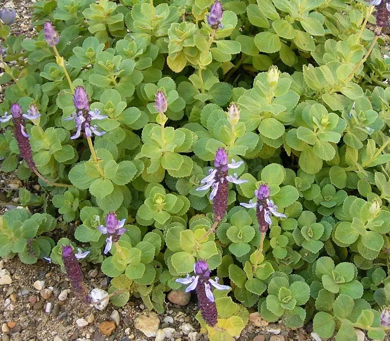 The Natural World Plectranthus arabicus vetplant grijs