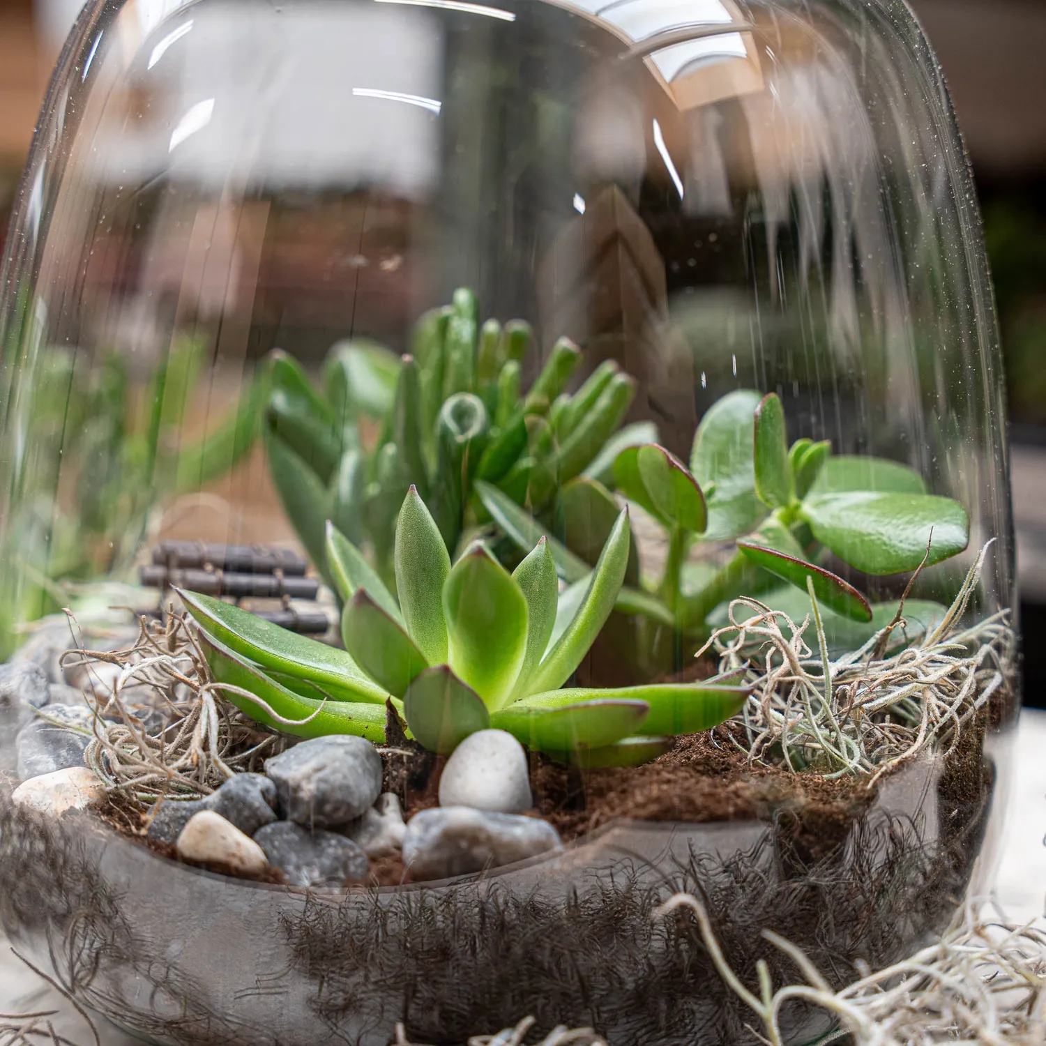 Emma Succulent open terrarium DIY kit Ø23 cm