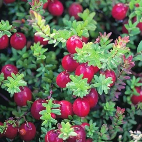 The Natural World Pilgrim veenbes cranberryplant eetbaar