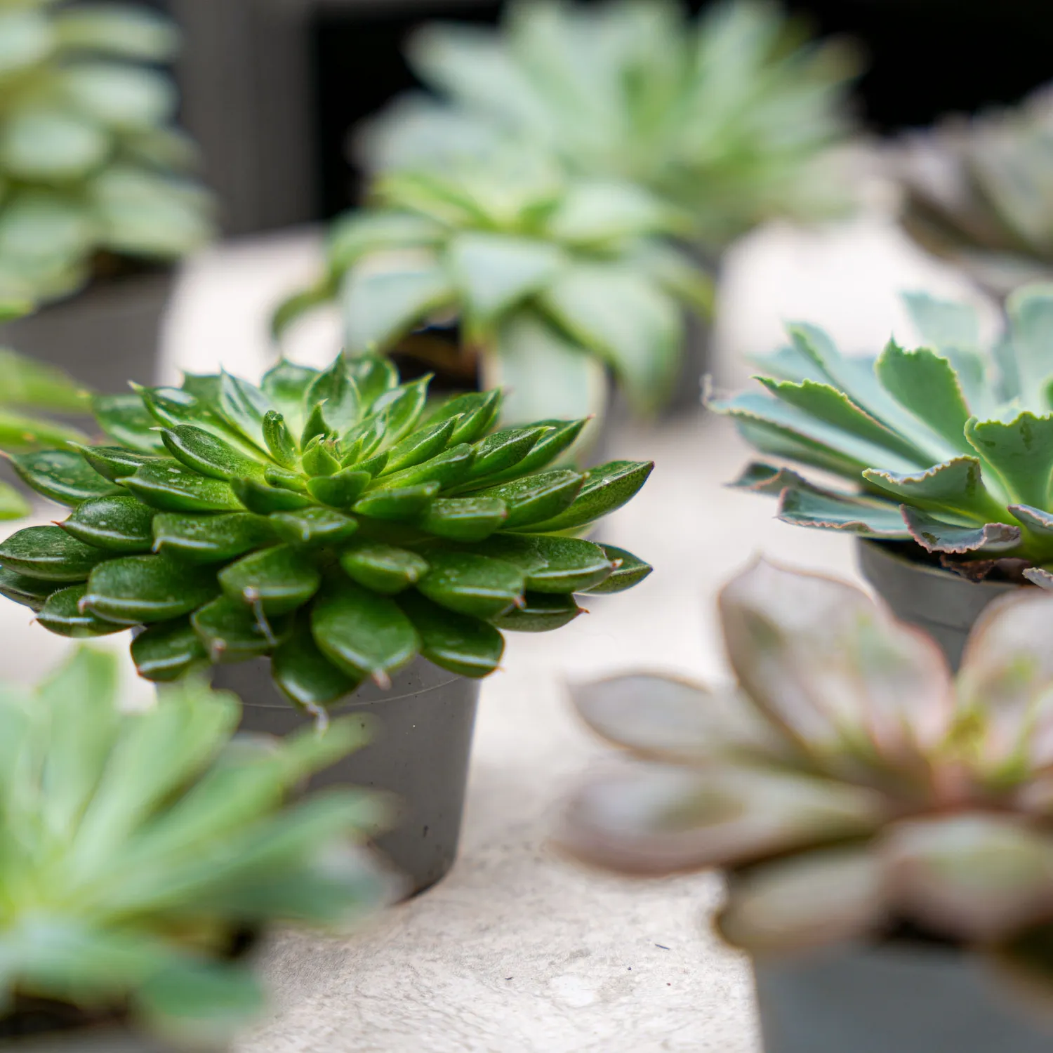 Urbanjungl Succulentenmix vetplantjes 24 stuks pot 6 cm onderhoudsarm
