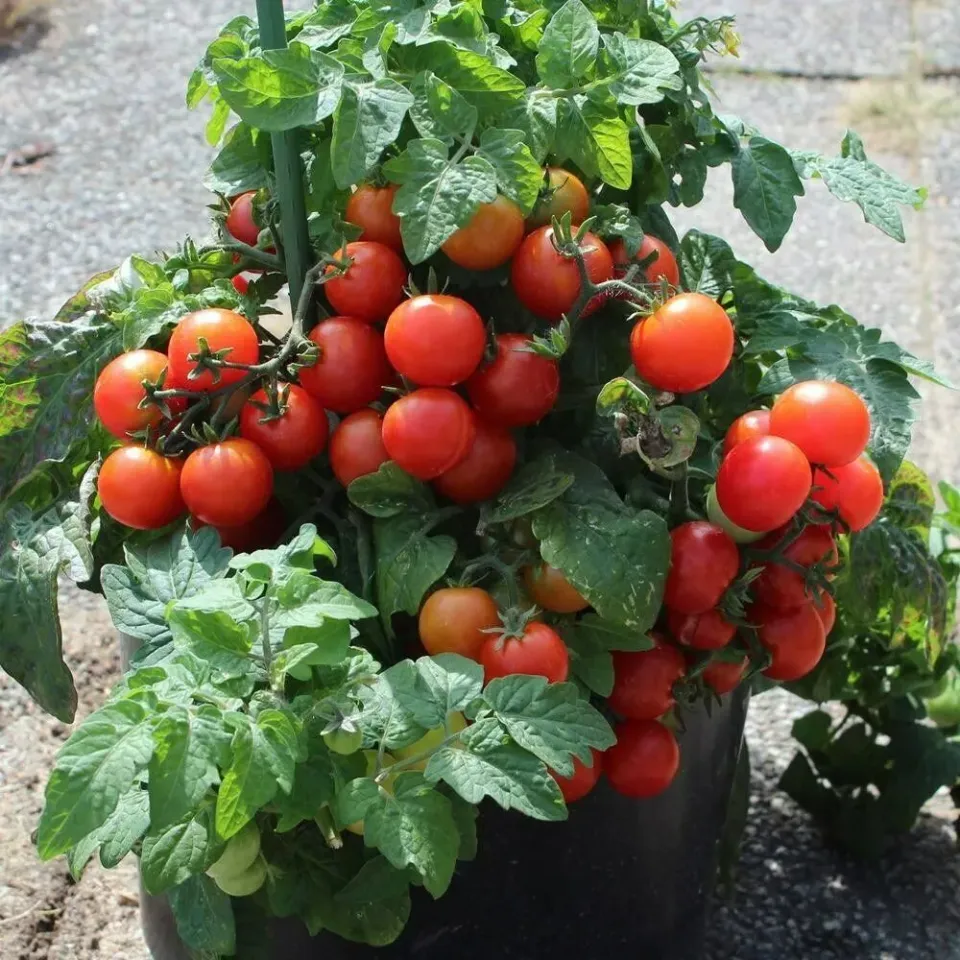 The Natural World Tiny Tim tomatenplant balkon dwerg