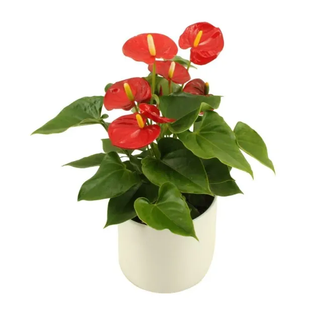 XL-Bloom YoungPlants XL.41 Pura Jasja jonge plant eetbaar