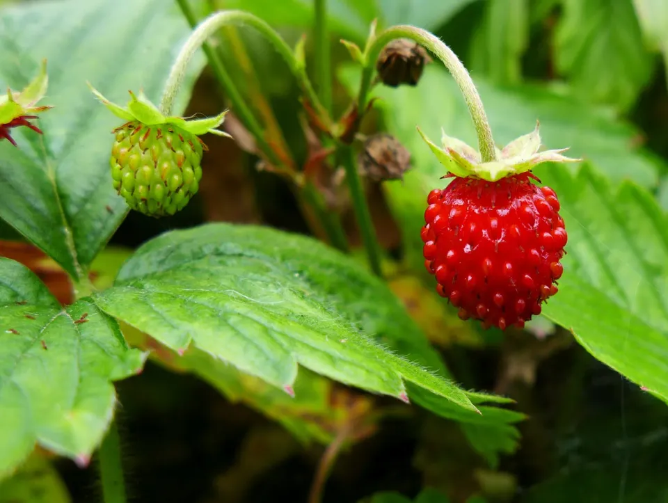 The Natural World Fragaria vesca bosaardbei plant eetbaar