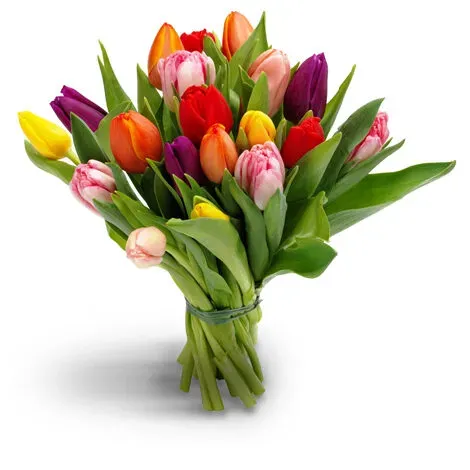Planten & Zo Tulpen boeket vers 20 stelen
