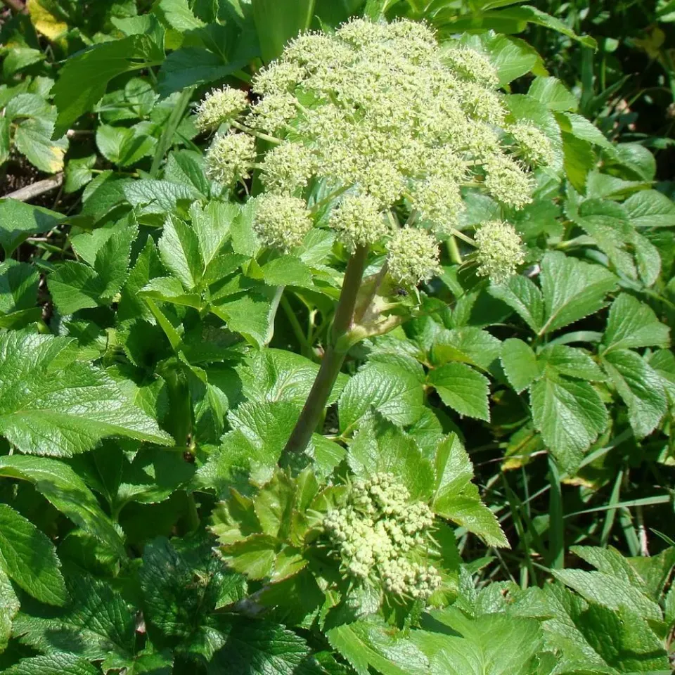 The Natural World Angelica pachycarpa plant P9