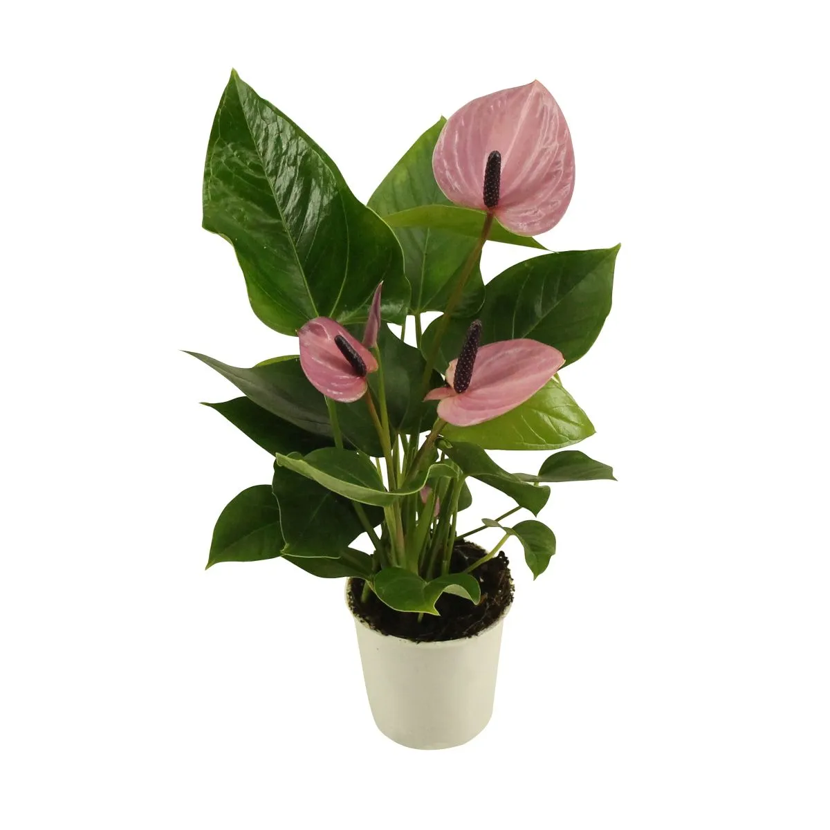 XL-Bloom XL.23 Sakura Lila stekje lila