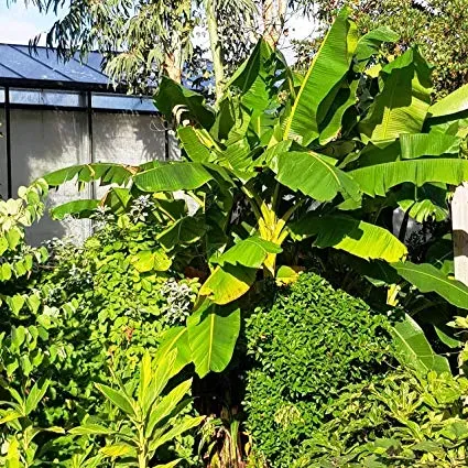 The Natural World Musa Dajiao bananenplant eetbaar