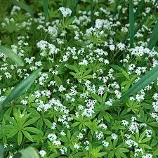 The Natural World Galium odoratum bodembedekker P9 eetbaar