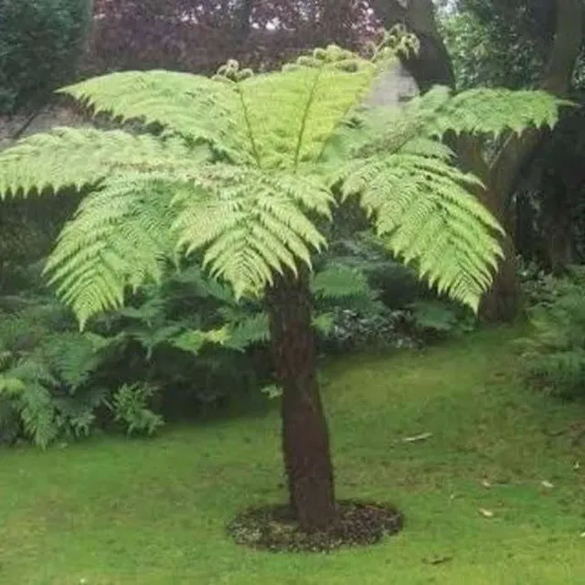 The Natural World Cyathea australis boomvaren plant winterhard