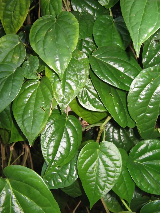 The Natural World Piper betle betelpeper plant klimmend