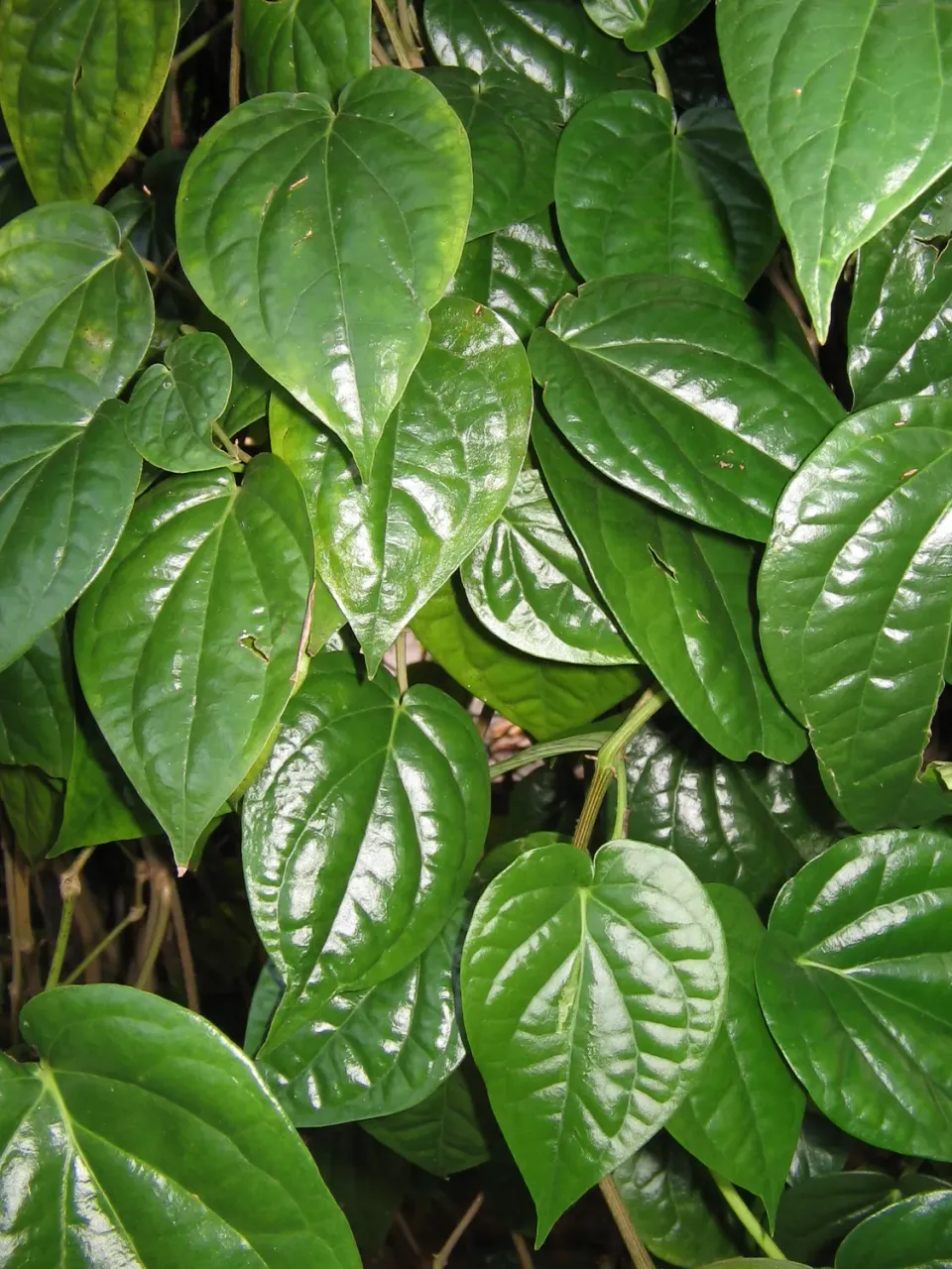 The Natural World Piper betle betelpeper plant klimmend