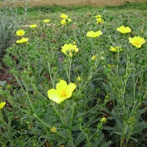 The Natural World Potentilla recta zaden geelbloeiend