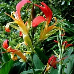 The Natural World Canna paniculata plant P15 eetbaar