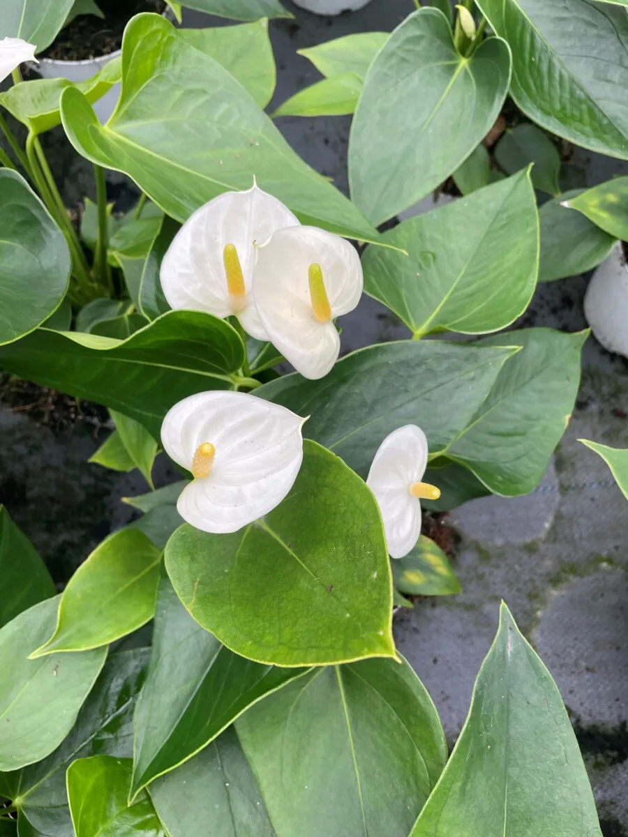 XL-Bloom YoungPlants XL.33 jonge plant Ballerina White