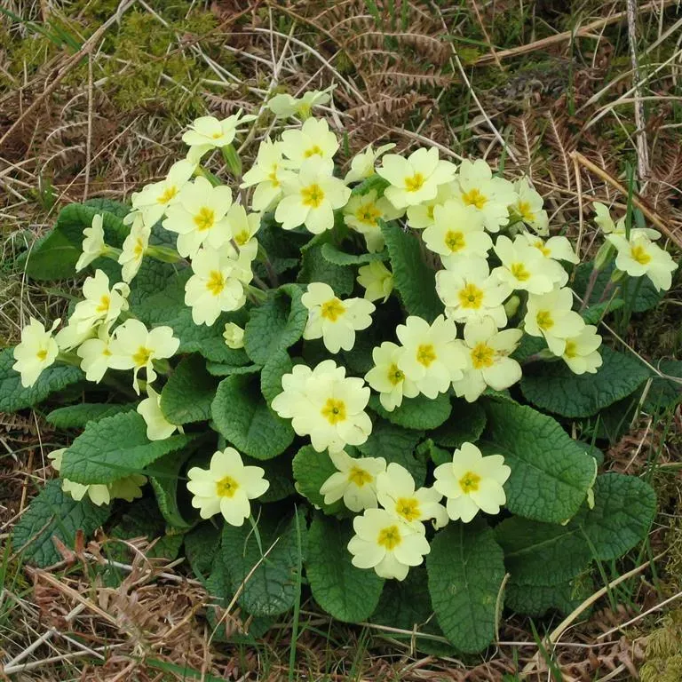 The Natural World Primula vulgaris sleutelbloem P9 eetbaar