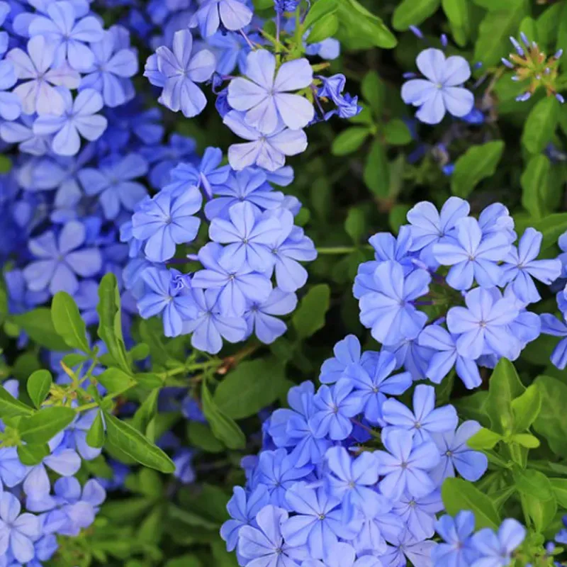 The Natural World Plumbago auriculata kuipplant blauw