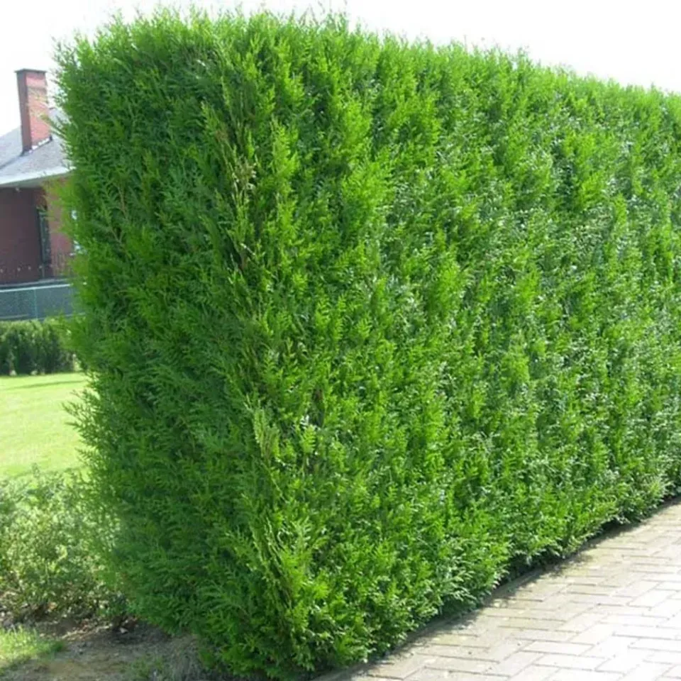 Thuja Plicata haagconifeer groenblijvend