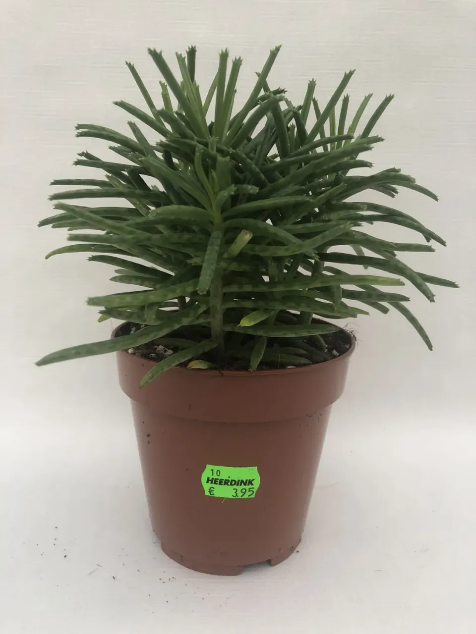 Kalanchoe tubiflora vetplant smal blad stekvormend