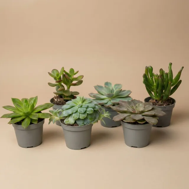 Urbanjungl Succulenten mix 6 stuks 6 cm pot weinig water