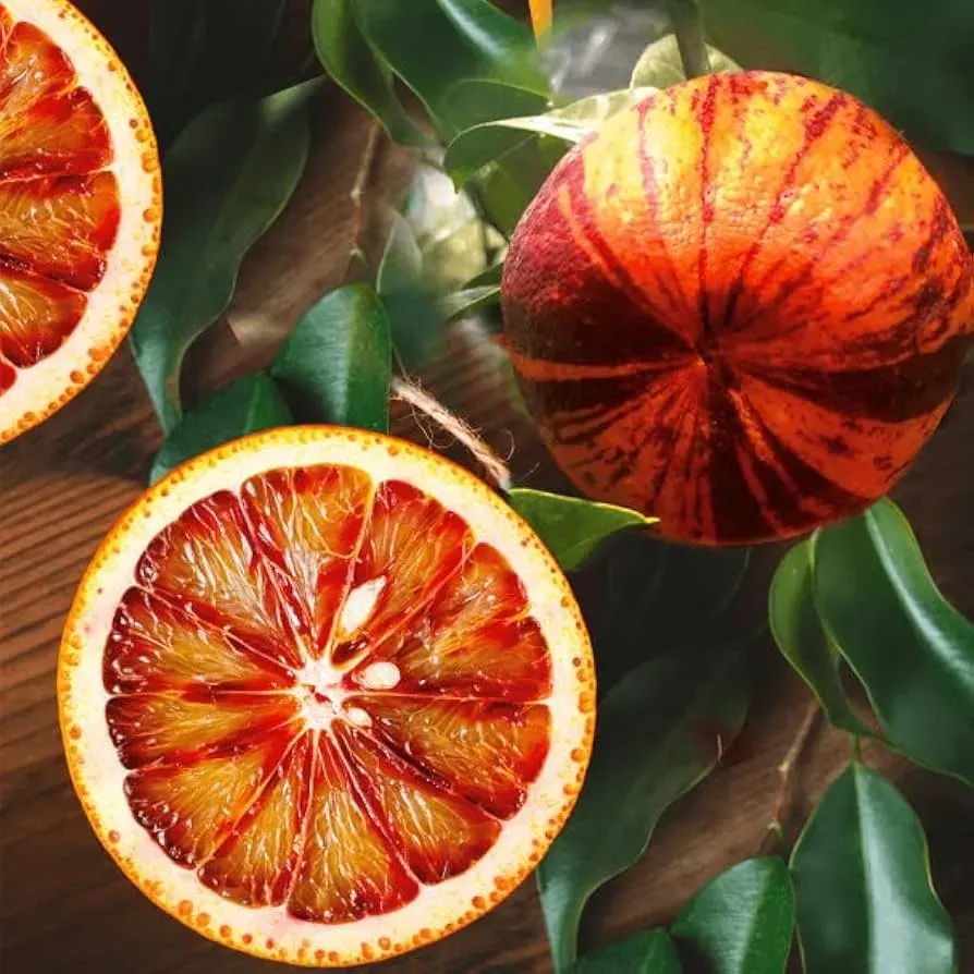 The Natural World Citrus Arcobal sinaasappelboom bont blad