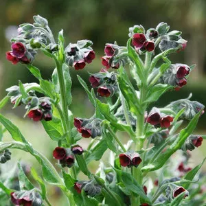 The Natural World Cynoglossum officinale hondstong zaden