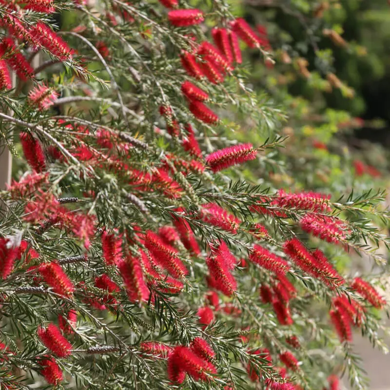 The Natural World Melaleuca subulata honingmirte plant