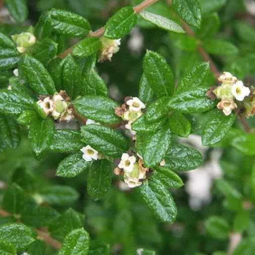 The Natural World Nashia Inaguensis theekruidplant geurend