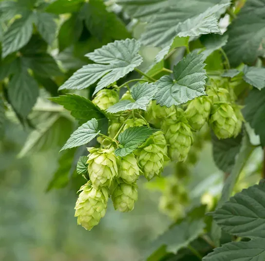 The Natural World Humulus lupulus Hallertau hopplant eetbaar