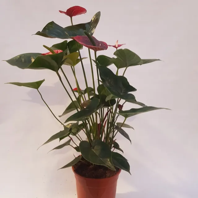 Tuincentrum Heerdink Anthurium Bugatti Red flamingoplant rood