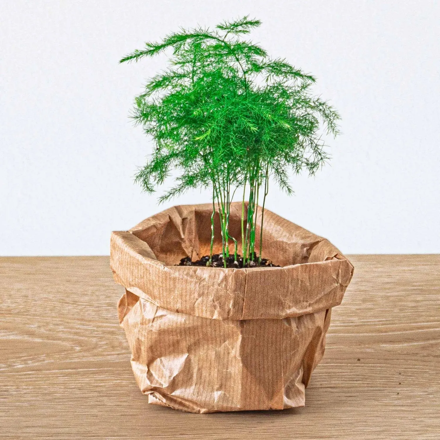 Urbanjungl Asparagus kamerplant pot 6 cm 15-20 cm