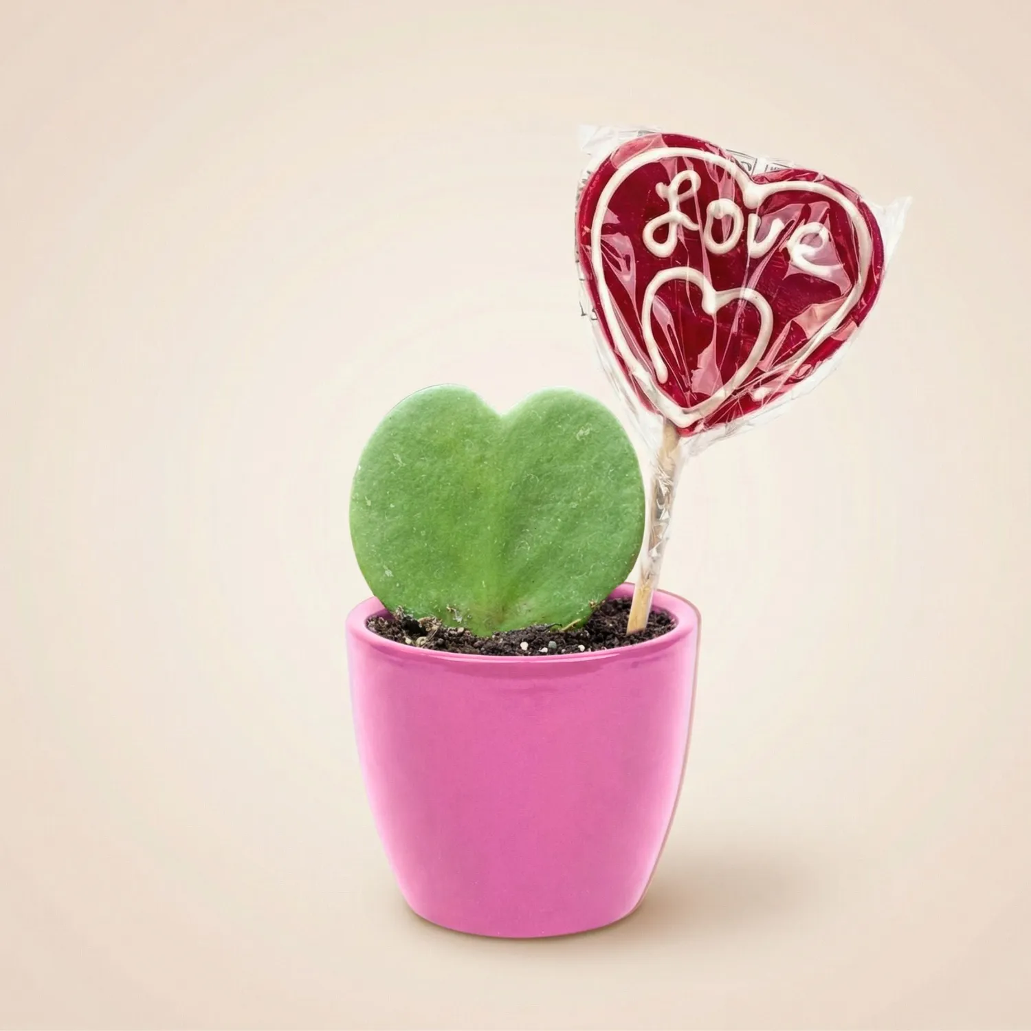 Urbanjungl Sweetheart plant set hartjesplant rode pot