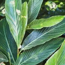 The Natural World Alpinia formosana plant P9 eetbaar