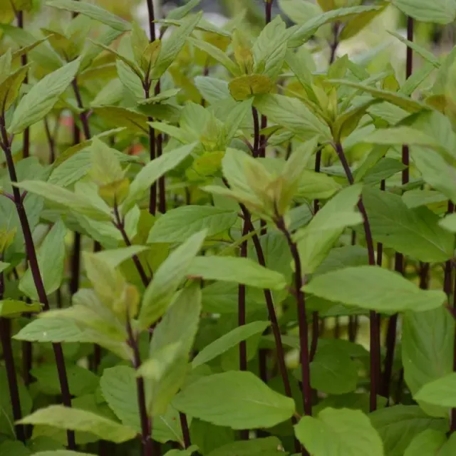 The Natural World Mentha smithiana muntplant eetbaar