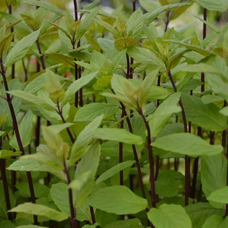 The Natural World Mentha smithiana muntplant eetbaar