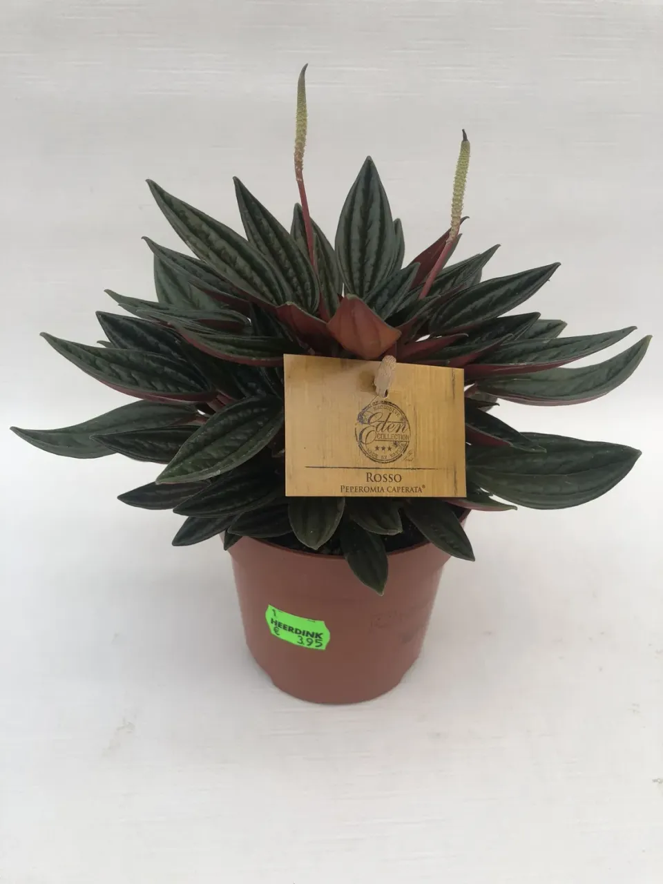 Tuincentrum Heerdink Peperomia Caperata Rosso kamerplant donker blad