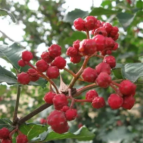The Natural World Zanthoxylum bungeanum plant C5 pot eetbaar