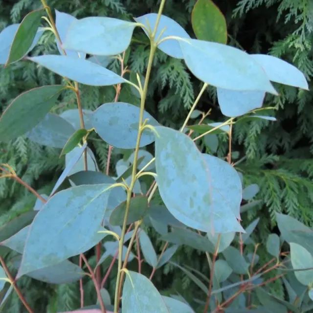 The Natural World Eucalyptus stellulata eucalyptusplant P11 winterhard